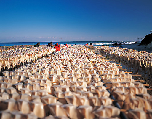 포토 JPG 주간 바다 컬러 자연 하늘 건조 한국 사람 풍경 여러명 야외 작업 작업실 작업장 오징어 어촌 건조대 국내포토 자연요소 산업 아시아 다수 연체동물 수중동물 시골 생태계 파일형식