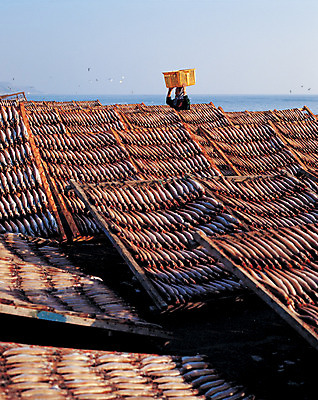 포토 JPG 주간 여자 컬러 조류 건조 한국 어류 어업 한명 사람 풍경 야외 작업 작업실 작업장 어촌 건조대 작업자 여자만 여자한명만 국내포토 자연요소 동물 1 산업 아시아 수중동물 시골 파일형식