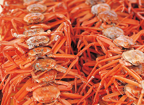 포토 JPG 주간 음식 컬러 다수 여러마리 식재료 갑각류 사람없음 야외 쌓기 주황색 게 해산물 홍게 국내포토 자연요소 동물 모션 파일형식