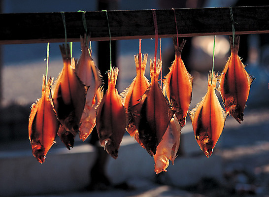 포토 JPG 주간 컬러 여러마리 건조 한국 매달리기 어류 풍경 사람없음 야외 작업장 어촌 건조대 작업대 국내포토 자연요소 산업 아시아 다수 모션 수중동물 시골 파일형식