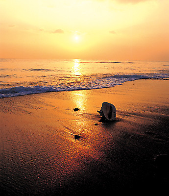 포토 JPG 파도 바다 컬러 자연 한국 풍경 해변 사람없음 야외 모래사장 일출 노을 일몰 소라 야간 국내포토 자연요소 아시아 어패류 생태계 파일형식