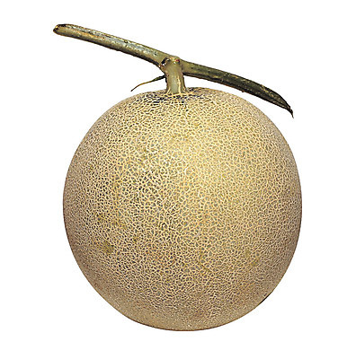 포토 JPG 스튜디오촬영 열매 음식 컬러 과일 실내 누끼 사람없음 농작물 한개 껍질 원형 멜론 꼭지 국내포토 도형 식물 1 농업 내부 파일형식