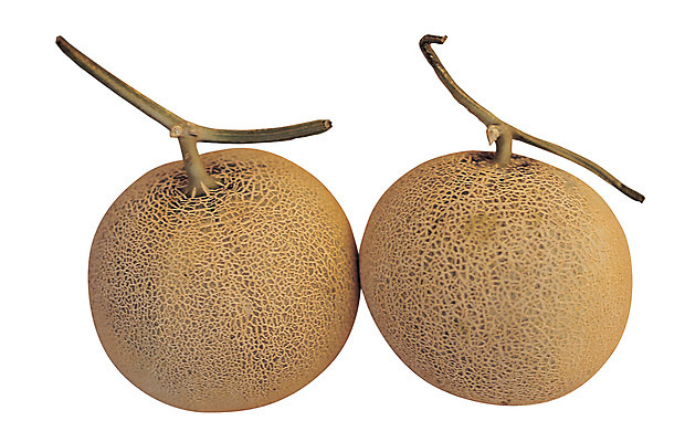 포토 JPG 스튜디오촬영 열매 음식 컬러 과일 실내 누끼 사람없음 농작물 두개 껍질 원형 멜론 꼭지 국내포토 도형 식물 2 농업 내부 파일형식