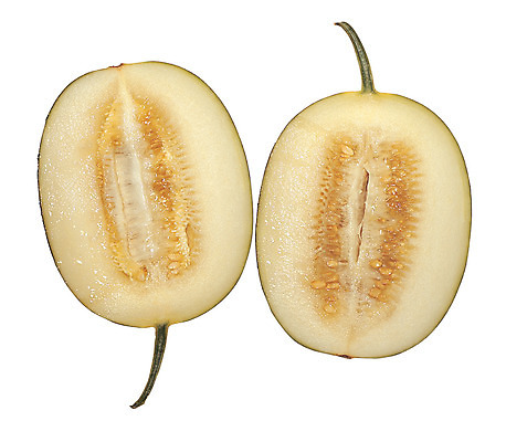 포토 JPG 스튜디오촬영 열매 음식 컬러 조각 과일 단면 한국 실내 씨앗 누끼 사람없음 농작물 두개 원형 충청남도 멜론 자르기 반쪽 특산물 슬라이스 꼭지 충청도 과육 수신 수신메론 국내포토 도형 식물 아시아 2 농업 모션 내부 파일형식