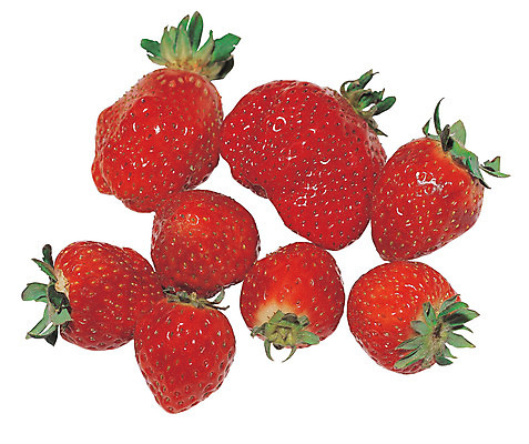 포토 JPG 스튜디오촬영 열매 음식 컬러 과일 딸기 실내 누끼 사람없음 빨간색 농작물 여러개 꼭지 제철과일 국내포토 식물 다수 농업 내부 제철 파일형식