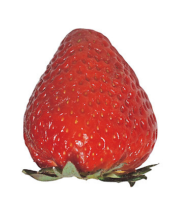 포토 JPG 스튜디오촬영 열매 음식 컬러 과일 딸기 실내 누끼 근접촬영 사람없음 빨간색 농작물 한개 꼭지 제철과일 국내포토 식물 1 뷰포인트 농업 내부 제철 파일형식