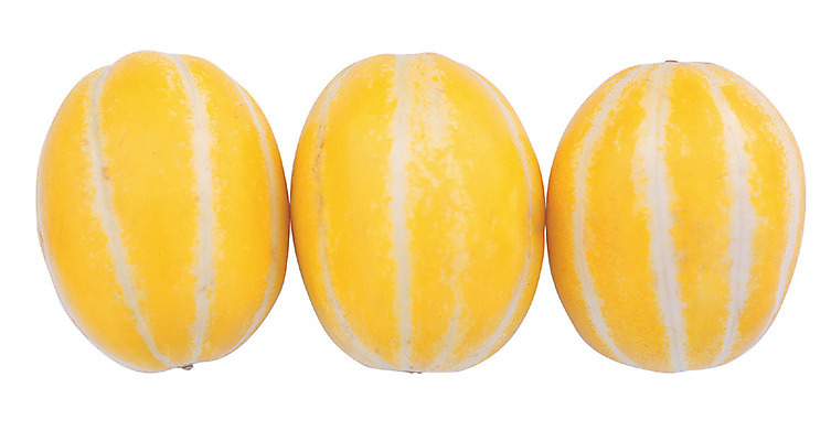 포토 JPG 스튜디오촬영 열매 음식 컬러 과일 실내 누끼 근접촬영 사람없음 농작물 노란색 줄무늬 껍질 세개 일렬 참외 제철 제철과일 과채 국내포토 식물 뷰포인트 무늬 농업 채소 3 내부 파일형식