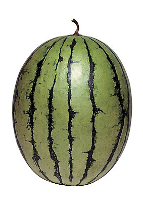 포토 JPG 스튜디오촬영 열매 컬러 과일 여름음식 수박 실내 누끼 근접촬영 사람없음 초록색 농작물 한개 줄무늬 껍질 꼭지 제철음식 제철과일 국내포토 식물 1 음식 뷰포인트 무늬 농업 내부 제철 파일형식 여름_계절