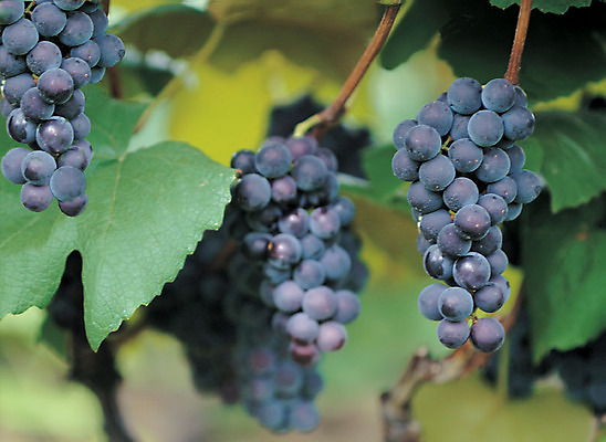 포토 JPG 주간 나무 식물 열매 음식 컬러 여러송이 과일 포도 매달리기 사람없음 야외 아웃포커스 초록색 농작물 과수원 알맹이 포도나무 송이 국내포토 자연요소 다수 농업 모션 촬영기법 과일나무 파일형식