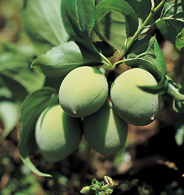 포토 JPG 주간 나무 식물 열매 음식 컬러 과일 매달리기 근접촬영 사람없음 야외 아웃포커스 초록색 농작물 여러개 과수원 매화나무 매실 매실나무 국내포토 자연요소 뷰포인트 다수 농업 모션 촬영기법 파일형식
