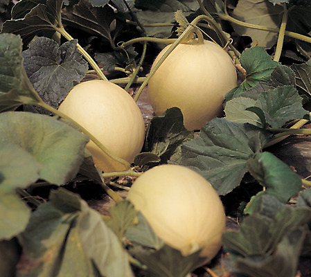 포토 JPG 주간 식물 열매 음식 컬러 밭 과일 한국 근접촬영 사람없음 야외 아웃포커스 초록색 농작물 하이앵글 노란색 세개 덩굴 충청남도 멜론 특산물 충청도 수신 수신메론 국내포토 자연요소 아시아 뷰포인트 농업 촬영기법 3 파일형식