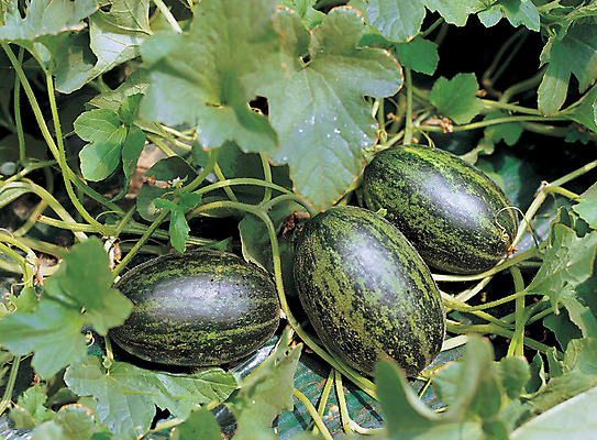 포토 JPG 주간 식물 열매 음식 줄기 컬러 과일 자연 사람없음 야외 초록색 농작물 줄무늬 껍질 세개 덩굴 참외 개구리참외 제철 제철과일 국내포토 자연요소 무늬 농업 3 생태계 파일형식