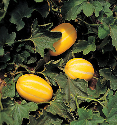 포토 JPG 주간 식물 열매 음식 컬러 밭 과일 근접촬영 사람없음 야외 초록색 농작물 하이앵글 노란색 줄무늬 세개 덩굴 참외 제철 제철과일 과채 국내포토 자연요소 뷰포인트 무늬 농업 채소 3 파일형식