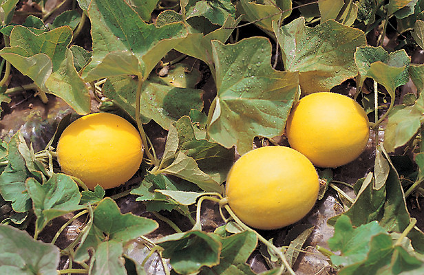 포토 JPG 주간 식물 열매 음식 컬러 밭 과일 근접촬영 사람없음 야외 초록색 농작물 하이앵글 노란색 줄무늬 물방울 세개 덩굴 참외 제철 제철과일 과채 국내포토 자연요소 뷰포인트 무늬 농업 채소 3 파일형식