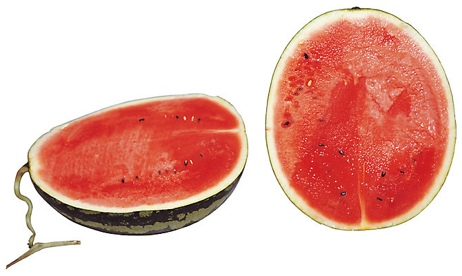 포토 JPG 스튜디오촬영 열매 컬러 조각 과일 단면 여름음식 수박 실내 씨앗 누끼 근접촬영 사람없음 빨간색 초록색 농작물 하이앵글 두개 자르기 반쪽 슬라이스 꼭지 과육 제철음식 제철과일 과채 국내포토 식물 음식 뷰포인트 2 농업 채소 모션 내부 제철 파일형식 여름_계절