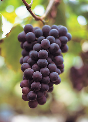 포토 JPG 주간 나무 식물 열매 음식 로우앵글 컬러 한송이 과일 포도 매달리기 근접촬영 사람없음 야외 아웃포커스 초록색 농작물 과수원 알맹이 포도나무 송이 국내포토 자연요소 1 뷰포인트 농업 모션 촬영기법 과일나무 파일형식