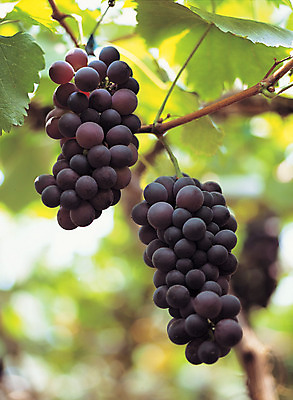 포토 JPG 주간 나무 식물 열매 음식 로우앵글 컬러 과일 포도 매달리기 근접촬영 사람없음 야외 아웃포커스 초록색 농작물 과수원 두송이 알맹이 포도나무 송이 국내포토 자연요소 뷰포인트 2 농업 모션 촬영기법 과일나무 파일형식