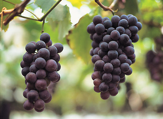 포토 JPG 주간 나무 식물 열매 음식 로우앵글 컬러 과일 포도 매달리기 근접촬영 사람없음 야외 아웃포커스 초록색 농작물 과수원 두송이 알맹이 포도나무 송이 국내포토 자연요소 뷰포인트 2 농업 모션 촬영기법 과일나무 파일형식