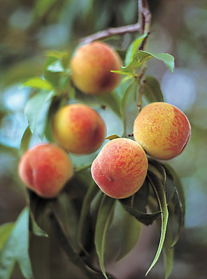 포토 JPG 주간 나무 식물 열매 음식 로우앵글 컬러 과일 매달리기 사람없음 야외 아웃포커스 빨간색 초록색 농작물 여러개 과수원 복숭아 국내포토 자연요소 뷰포인트 다수 농업 모션 촬영기법 파일형식