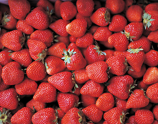 포토 JPG 주간 열매 음식 컬러 다수 백그라운드 과일 딸기 사람없음 야외 아웃포커스 빨간색 농작물 여러개 꼭지 제철과일 국내포토 자연요소 식물 농업 촬영기법 제철 파일형식