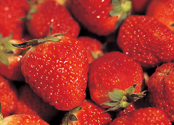 포토 JPG 주간 열매 음식 컬러 다수 백그라운드 과일 딸기 근접촬영 사람없음 야외 아웃포커스 빨간색 농작물 여러개 꼭지 제철과일 국내포토 자연요소 식물 뷰포인트 농업 촬영기법 제철 파일형식