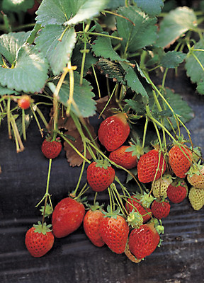 포토 JPG 주간 식물 열매 음식 컬러 다수 밭 과일 딸기 사람없음 야외 아웃포커스 빨간색 초록색 농작물 여러개 딸기밭 제철과일 국내포토 자연요소 농업 촬영기법 제철 파일형식