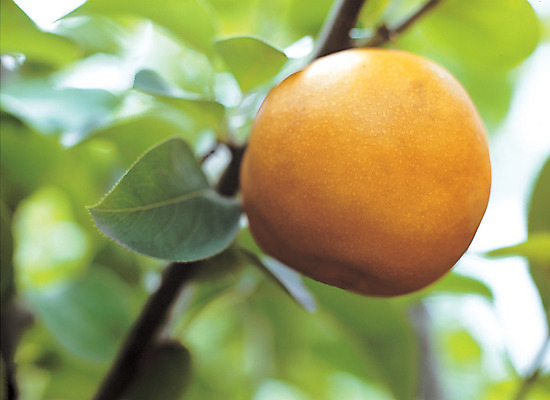 포토 JPG 주간 나무 식물 열매 음식 로우앵글 컬러 잎 과일 매달리기 사람없음 야외 아웃포커스 농작물 한개 배 과수원 국내포토 자연요소 1 뷰포인트 농업 모션 촬영기법 파일형식