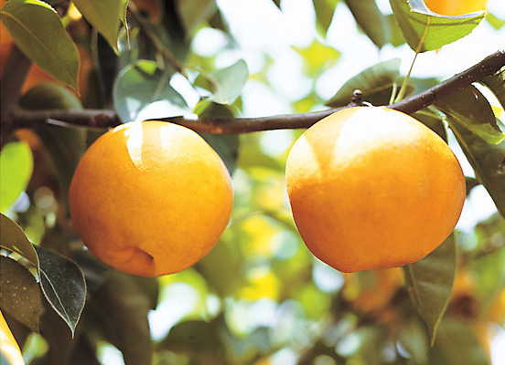 포토 JPG 주간 나무 식물 열매 음식 로우앵글 컬러 다수 잎 과일 매달리기 사람없음 야외 아웃포커스 농작물 여러개 배 과수원 국내포토 자연요소 뷰포인트 농업 모션 촬영기법 파일형식