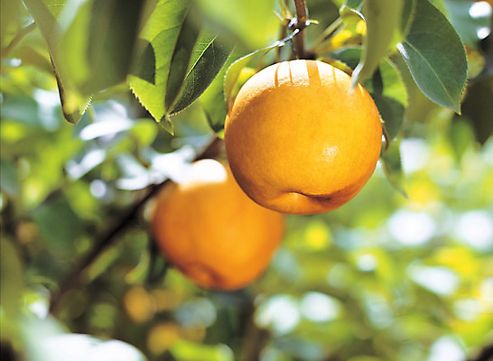 포토 JPG 주간 나무 식물 열매 음식 로우앵글 컬러 잎 과일 매달리기 사람없음 야외 아웃포커스 농작물 두개 배 과수원 국내포토 자연요소 뷰포인트 2 농업 모션 촬영기법 파일형식