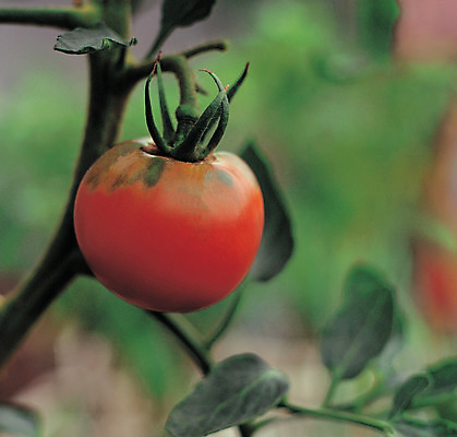 포토 JPG 주간 나무 식물 열매 음식 줄기 컬러 토마토 채소 식재료 근접촬영 사람없음 야외 아웃포커스 농작물 한개 꼭지 국내포토 자연요소 1 뷰포인트 농업 촬영기법 파일형식