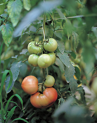 포토 JPG 주간 나무 식물 열매 음식 줄기 컬러 다수 토마토 채소 식재료 매달리기 근접촬영 사람없음 야외 아웃포커스 농작물 여러개 신선 꼭지 국내포토 자연요소 뷰포인트 농업 모션 촬영기법 파일형식