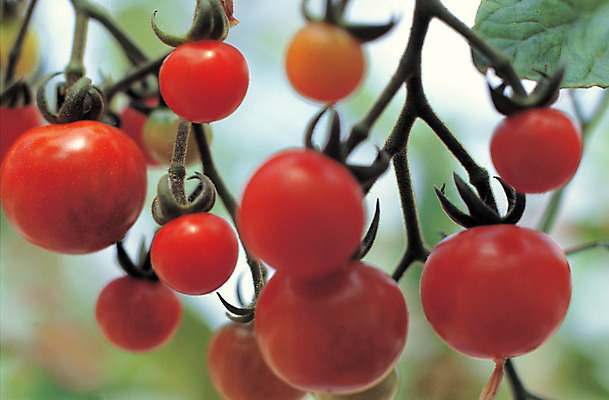 포토 JPG 주간 나무 식물 열매 음식 줄기 컬러 다수 토마토 채소 식재료 방울토마토 매달리기 근접촬영 사람없음 야외 아웃포커스 농작물 여러개 꼭지 국내포토 자연요소 뷰포인트 농업 모션 촬영기법 파일형식