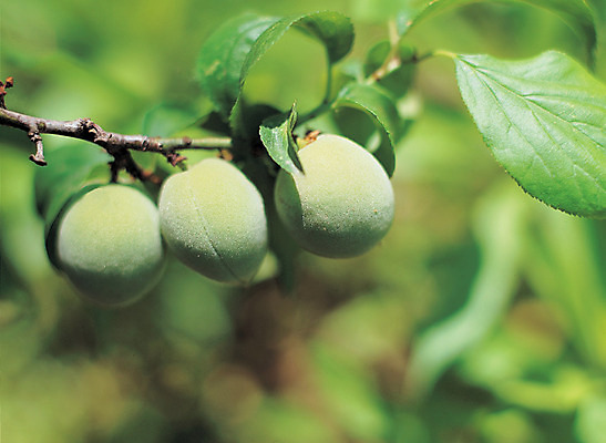 포토 JPG 주간 나무 식물 열매 음식 컬러 과일 매달리기 근접촬영 사람없음 야외 아웃포커스 초록색 농작물 여러개 과수원 매화나무 매실 매실나무 국내포토 자연요소 뷰포인트 다수 농업 모션 촬영기법 파일형식