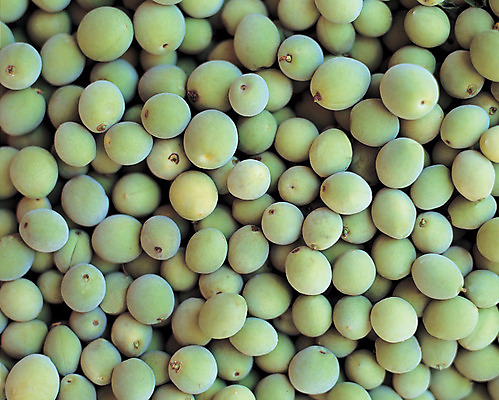 포토 JPG 주간 식물 열매 음식 컬러 다수 백그라운드 과일 근접촬영 사람없음 야외 아웃포커스 초록색 농작물 하이앵글 여러개 매실 국내포토 자연요소 뷰포인트 농업 촬영기법 파일형식