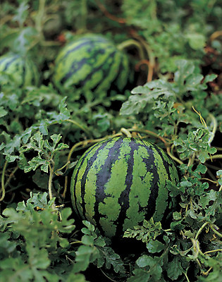 포토 JPG 주간 식물 열매 컬러 다수 밭 과일 여름음식 수박 사람없음 야외 아웃포커스 초록색 농작물 여러개 덩굴 제철음식 제철과일 과채 국내포토 자연요소 음식 농업 채소 촬영기법 제철 파일형식 여름_계절