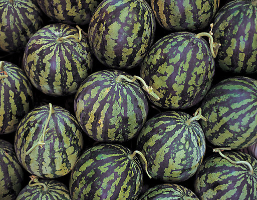 포토 JPG 주간 식물 열매 컬러 다수 백그라운드 과일 여름음식 수박 근접촬영 사람없음 야외 아웃포커스 초록색 농작물 하이앵글 쌓기 여러개 줄무늬 꼭지 제철음식 제철과일 과채 국내포토 자연요소 음식 뷰포인트 무늬 농업 채소 모션 촬영기법 제철 파일형식 여름_계절