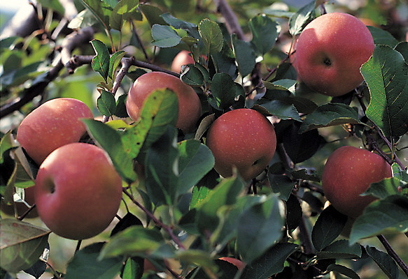 포토 JPG 주간 나무 식물 열매 음식 컬러 다수 과일 매달리기 사람없음 야외 아웃포커스 빨간색 초록색 농작물 여러개 과수원 과일나무 사과나무 국내포토 자연요소 농업 모션 촬영기법 사과 파일형식