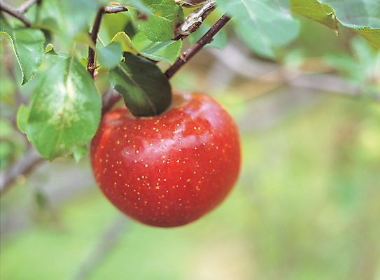 포토 JPG 주간 나무 식물 열매 음식 컬러 과일 매달리기 근접촬영 사람없음 야외 아웃포커스 빨간색 초록색 농작물 한개 과수원 과일나무 사과나무 국내포토 자연요소 1 뷰포인트 농업 모션 촬영기법 사과 파일형식