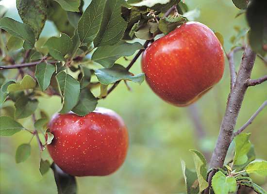 포토 JPG 주간 나무 식물 열매 음식 컬러 과일 매달리기 근접촬영 사람없음 야외 아웃포커스 빨간색 초록색 농작물 두개 과수원 과일나무 사과나무 국내포토 자연요소 뷰포인트 2 농업 모션 촬영기법 사과 파일형식