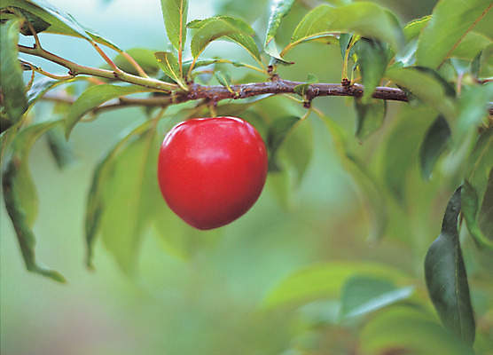 포토 JPG 주간 나무 식물 열매 음식 로우앵글 컬러 과일 매달리기 사람없음 야외 아웃포커스 빨간색 초록색 농작물 한개 과수원 과일나무 자두 자두나무 국내포토 자연요소 1 뷰포인트 농업 모션 촬영기법 파일형식