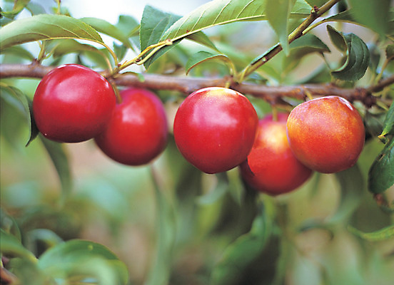 포토 JPG 주간 나무 식물 열매 음식 로우앵글 컬러 다수 과일 매달리기 사람없음 야외 아웃포커스 빨간색 초록색 농작물 여러개 과수원 과일나무 자두 자두나무 국내포토 자연요소 뷰포인트 농업 모션 촬영기법 파일형식