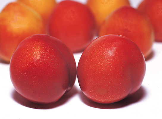 포토 JPG 스튜디오촬영 열매 음식 컬러 다수 과일 실내 그림자 근접촬영 사람없음 아웃포커스 빨간색 농작물 여러개 자두 국내포토 식물 뷰포인트 농업 촬영기법 내부 파일형식