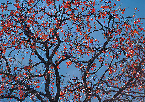 포토 JPG 주간 나무 식물 계절 열매 음식 로우앵글 컬러 다수 과일 매달리기 감 사람없음 야외 파란색 농작물 주황색 여러개 가을 나뭇가지 과일나무 감나무 국내포토 자연요소 뷰포인트 농업 모션 파일형식