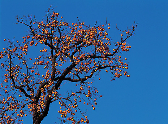 포토 JPG 주간 나무 식물 계절 열매 음식 로우앵글 컬러 다수 과일 매달리기 감 사람없음 야외 파란색 농작물 주황색 여러개 가을 나뭇가지 과일나무 감나무 국내포토 자연요소 뷰포인트 농업 모션 파일형식