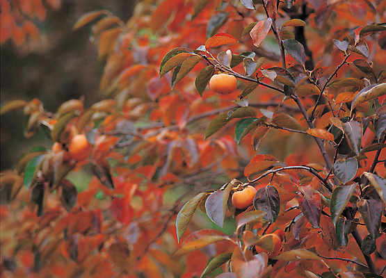 포토 JPG 주간 나무 식물 계절 열매 음식 컬러 다수 잎 과일 매달리기 감 사람없음 야외 아웃포커스 농작물 주황색 여러개 가을 나뭇가지 과일나무 감나무 국내포토 자연요소 농업 모션 촬영기법 파일형식