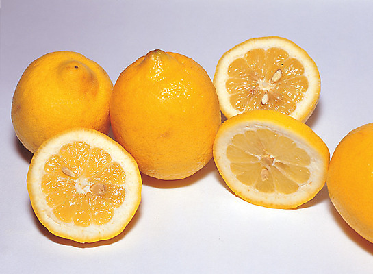 포토 JPG 스튜디오촬영 열매 음식 컬러 조각 과일 단면 실내 그림자 씨앗 근접촬영 사람없음 농작물 하이앵글 노란색 여러개 껍질 자르기 레몬 반쪽 슬라이스 과육 국내포토 식물 뷰포인트 다수 농업 모션 내부 파일형식