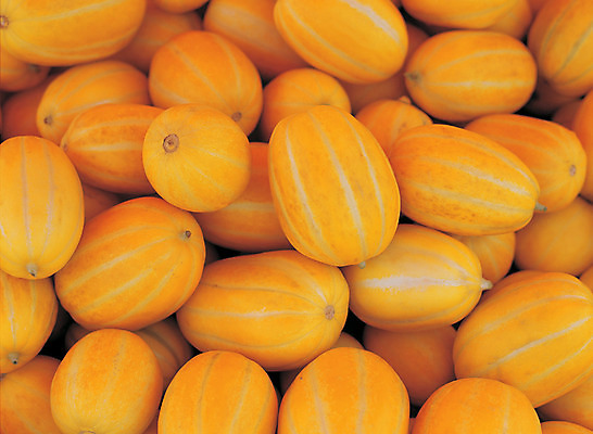 포토 JPG 주간 열매 음식 컬러 다수 백그라운드 과일 사람없음 야외 아웃포커스 농작물 하이앵글 노란색 여러개 줄무늬 참외 제철 제철과일 과채 국내포토 자연요소 식물 뷰포인트 무늬 농업 채소 촬영기법 파일형식