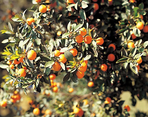 포토 JPG 주간 나무 식물 열매 음식 컬러 다수 과일 귤 한국 매달리기 사람없음 야외 아웃포커스 농작물 제주도 여러개 특산물 귤나무 제철과일 국내포토 자연요소 아시아 농업 모션 촬영기법 제철 파일형식