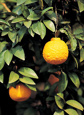 포토 JPG 주간 나무 식물 열매 음식 컬러 다수 과일 한국 매달리기 사람없음 야외 초록색 농작물 제주도 주황색 여러개 과일나무 특산물 한라봉 국내포토 자연요소 아시아 농업 모션 파일형식