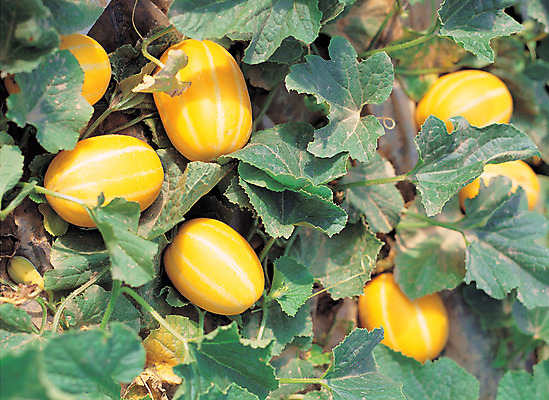 포토 JPG 주간 식물 열매 음식 컬러 다수 밭 과일 근접촬영 사람없음 야외 초록색 농작물 하이앵글 노란색 여러개 줄무늬 덩굴 참외 제철 제철과일 과채 국내포토 자연요소 뷰포인트 무늬 농업 채소 파일형식